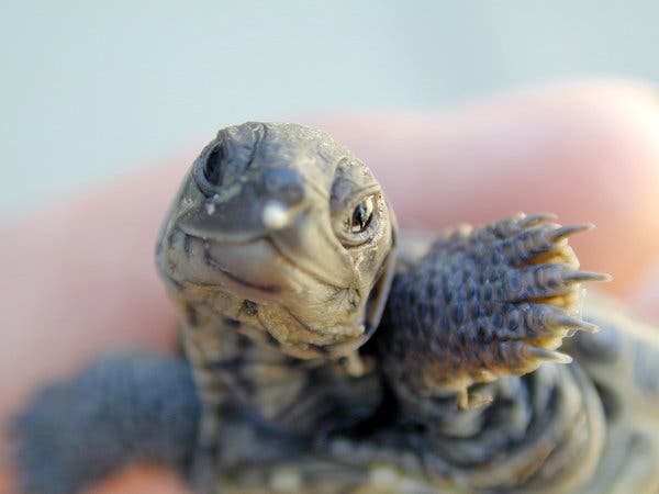 A close up of a turtle 's head and its body