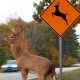 A deer standing next to a traffic sign.