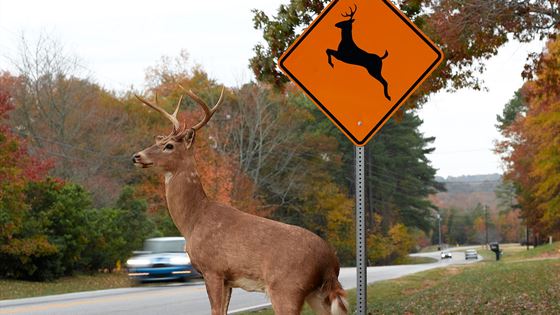 A deer standing next to a traffic sign.
