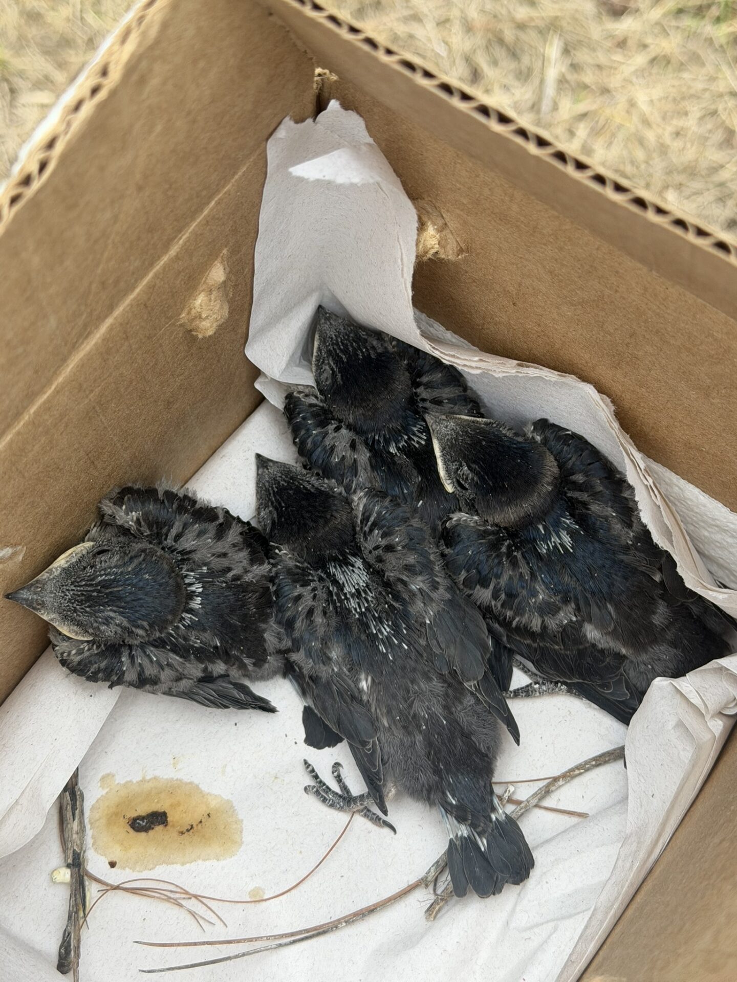 Young Purple Martins during a routine monitoring check at Glenn by the Bay