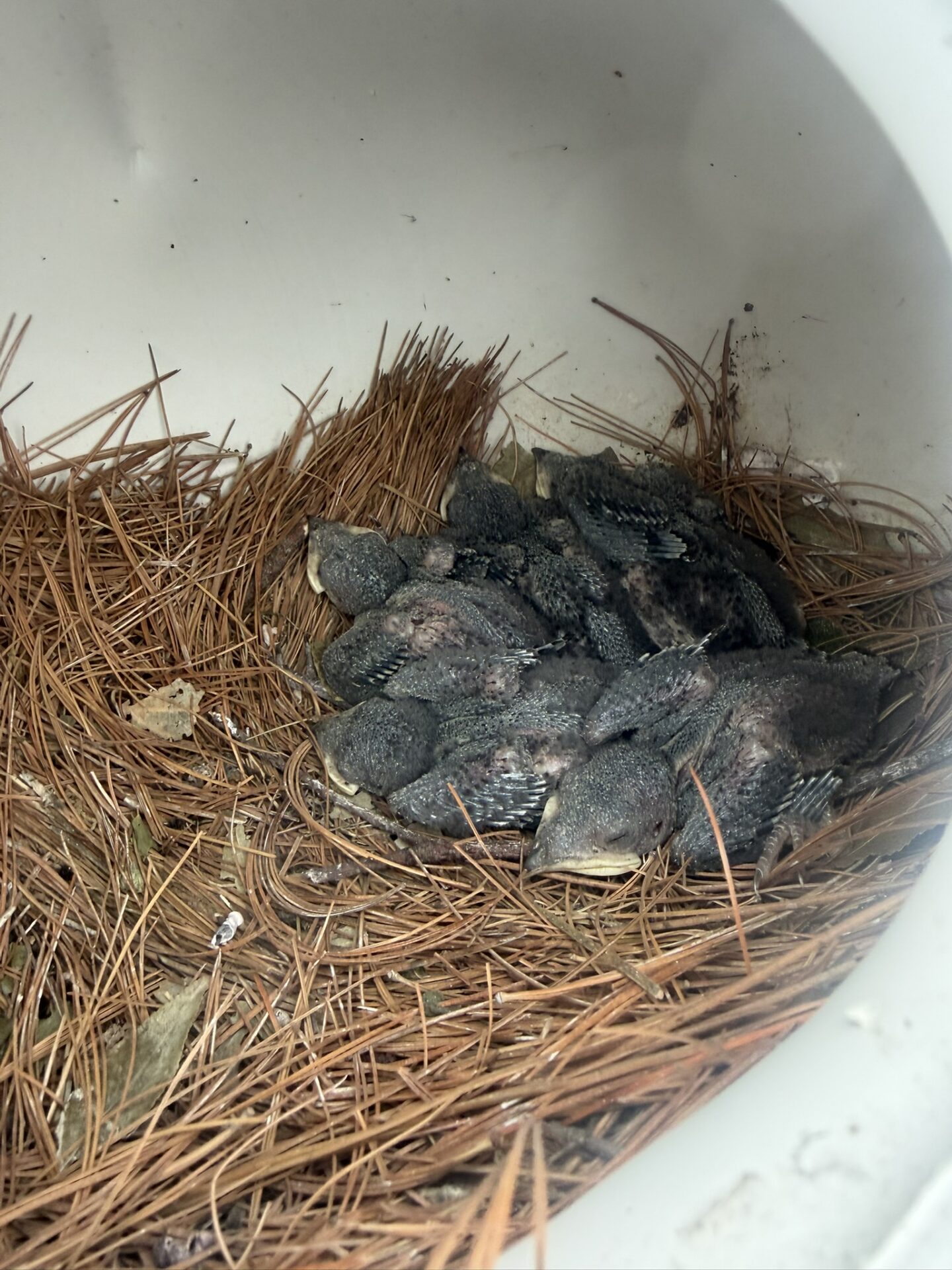 Purple Martin chicks together in a nesting gourd at Glenn by the Bay