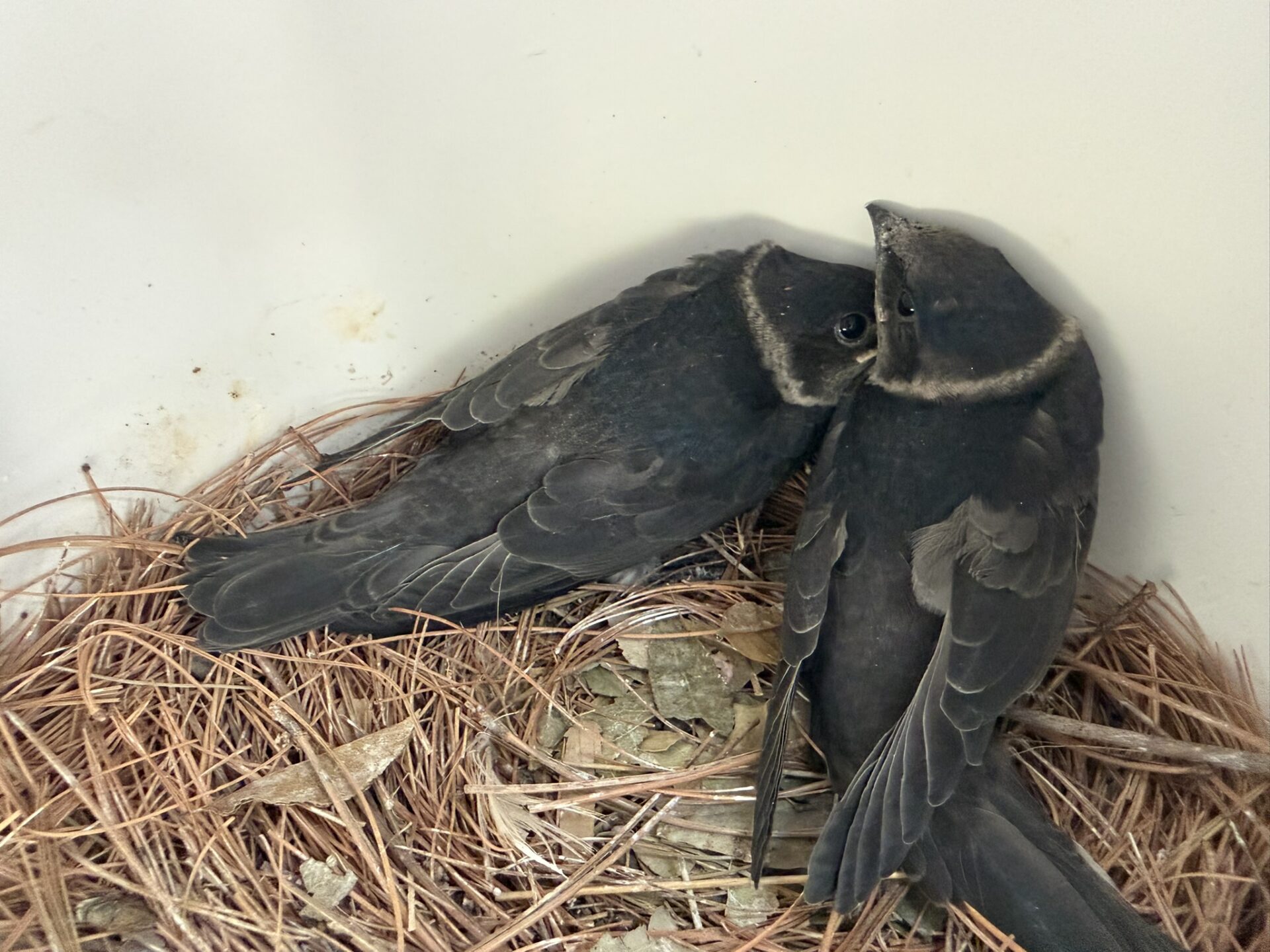 Two Purple Martins resting together inside a nesting gourd at Glenn by the Bay